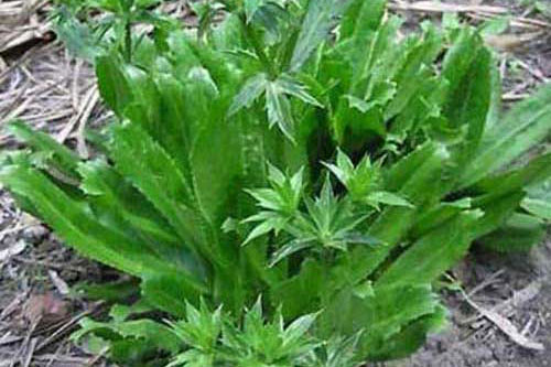 Những bài thuốc chữa bệnh cực hiệu nghiệm từ rau mùi tàu