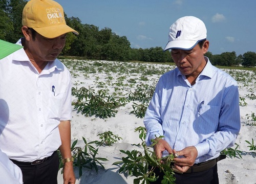 Thừa Thiên Huế: Hơn 1.000ha sắn nhiễm bệnh khảm lá nguy hiểm