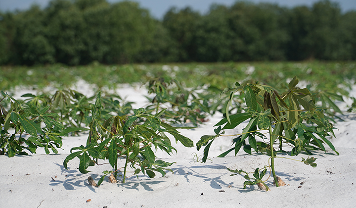 Hàng ngàn héc ta sắn trên địa bàn Thừa Thiên Huế đã bị nhiễm bệnh khảm lá.