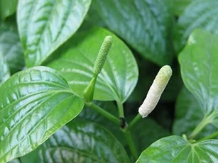 Người có đặc điểm này không nên ăn lá lốt kẻo "lợi bất cập hại", nguy hiểm khó lường