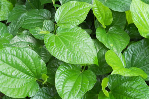 Ai hay bị viêm da cơ địa hãy đun sôi nước lá lốt và tắm, điều kỳ diệu sẽ xảy ra