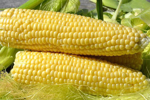 Những lợi ích bất ngờ của bắp ngô với sức khỏe con người