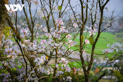 Mê mẩn ngắm hoa ban nở trắng núi rừng Điện Biên