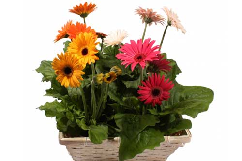 Cây cảnh nào giúp loại bỏ chất độc trong không khí trong nhà?