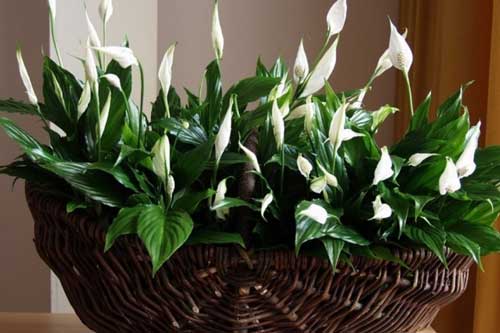 10 loại cây cảnh mang đến không khí hoàn hảo cho ngôi nhà của bạn