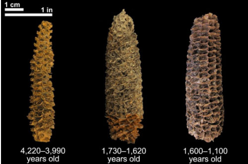 DNA cổ đại hé lộ lịch sử chưa từng biết của ngô