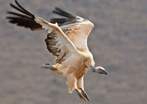 “Kinh ngạc” trước những khả năng kỳ lạ của động vật