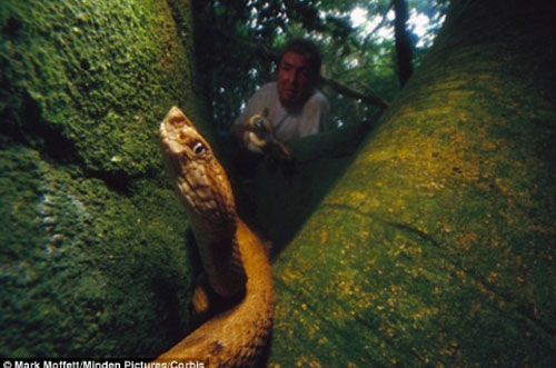 Những nơi rắn tập trung nhiều gây kinh sợ nhất thế giới