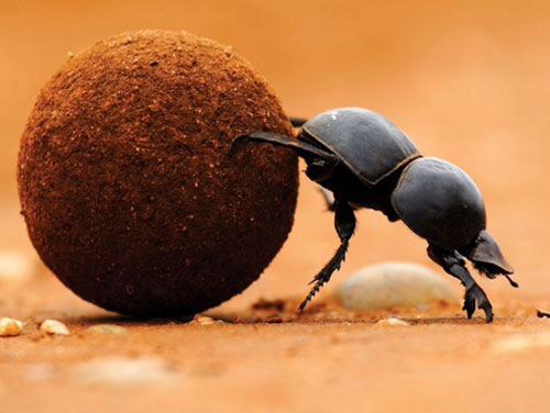 Top 10 loài động vật khỏe nhất hành tinh