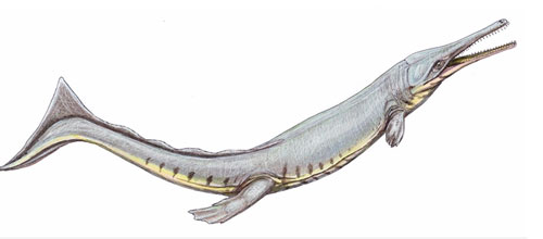 Cá sấu cổ đại bắt chước cá voi để thích nghi với cuộc sống ở biển