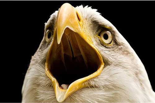 Vì sao các loài chim lại không có răng?