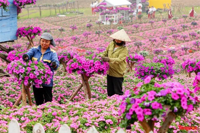 Cánh đồng hoa Ngọc Thảo Hồng đẹp như  tranh vẽ giữa lòng Hà Nội - Ảnh 5.