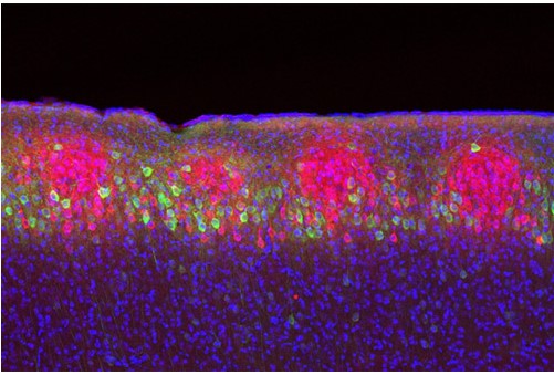 Não người nhận biết thời gian và không gian như thế nào?