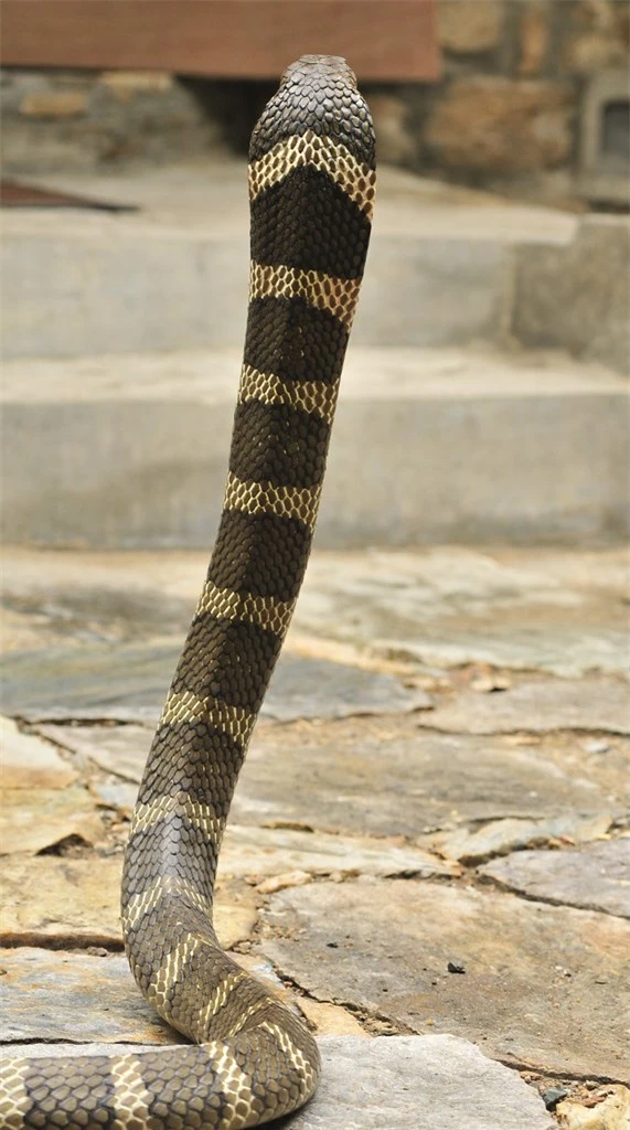 Những loài rắn hổ mang thực sự sống ở Việt Nam, tại sao không có hổ mang chúa? - Ảnh 4.