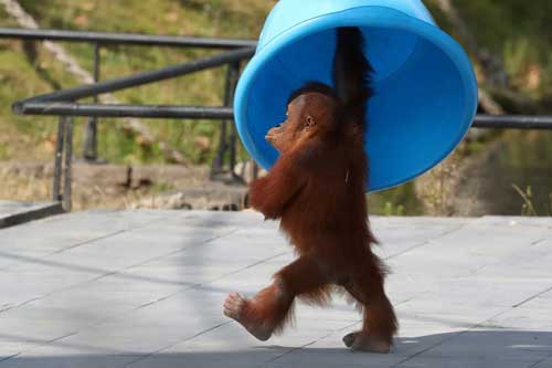 Những hình ảnh về động vật khiến bạn ấn tượng từ cái nhìn đầu tiên