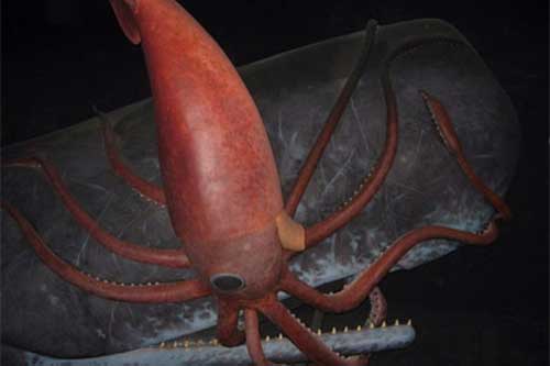 10 điều bí ẩn gây 'sốc' dưới đáy đại dương 