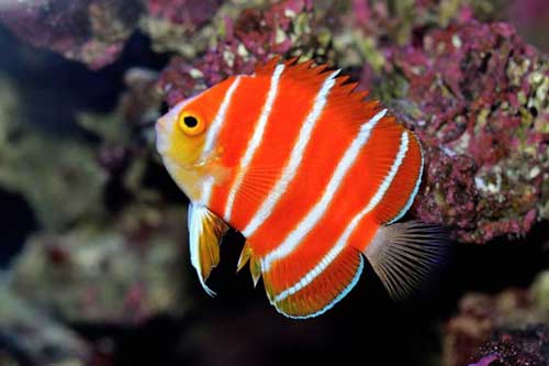 Chiêm ngưỡng 5 loài cá cảnh quý hiếm giá tiền tỷ