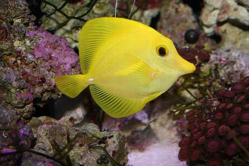 Những loài cá cảnh màu sắc sặc sỡ luôn được săn lùng nhất thế giới