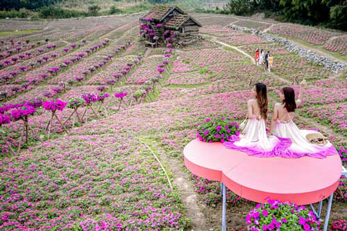 Cánh đồng hoa ngọc thảo hồng nở rộ đẹp như tranh vẽ giữa lòng Hà Nội