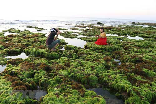 Khám phá cánh đồng rong biển tuyệt đẹp ở Ninh Thuận