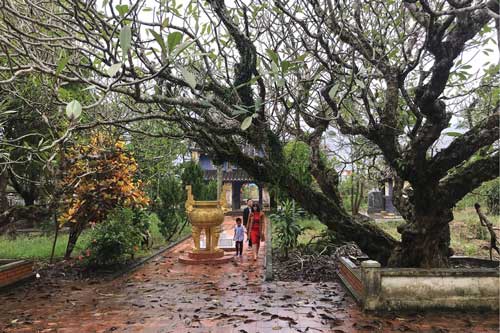 Về chùa Giác Lương, Thừa Thiên Huế ngắm cây sứ hơn 200 tuổi