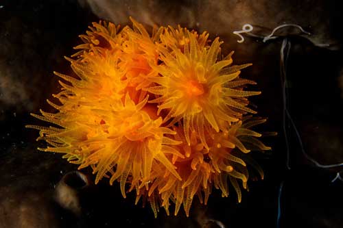 Những bức ảnh tuyệt đẹp về cuộc sống dưới đáy đại dương