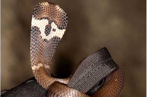 Những loài rắn hổ mang thực sự sống ở Việt Nam, tại sao không có hổ mang chúa?