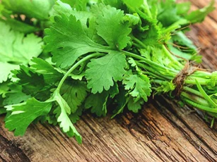 Thực phẩm kỵ rau mùi, chớ dại kết hợp cùng kẻo rước bệnh