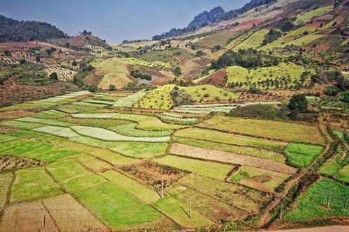 Cánh đồng hoa ngút ngàn đẹp như tranh vẽ ở Sò Lườn, Sơn La