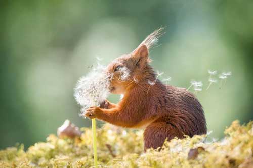 Những khoảnh khắc đáng yêu của các loài động vật khiến bạn bật cười
