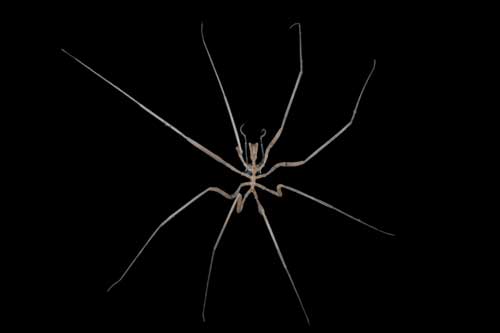 Khám phá những loài sinh vật độc nhất vô nhị dưới đáy Châu Nam Cực