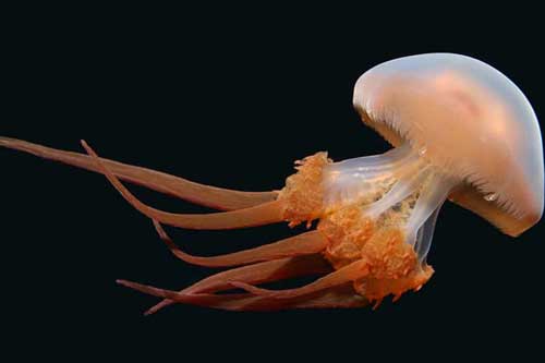 Chiêm ngưỡng những loài sứa đẹp lung linh, có tiền cũng khó kiếm