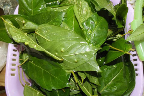 Chỉ cần lá này trong nhà cả đời không lo mắc bệnh gan, đánh tan mất ngủ và nhiều bệnh khác