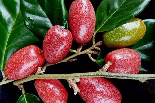 Bài thuốc chữa bệnh từ quả nhót nhiều người chưa biết