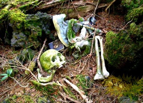 Rợn tóc gáy khi ghé thăm khu rừng tự sát ở Nhật Bản