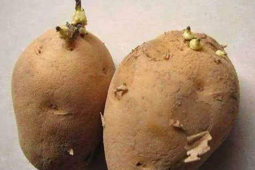 4 loại rau củ quả tuyệt đối không nên ăn, kẻo rước độc tố nhập viện có ngày