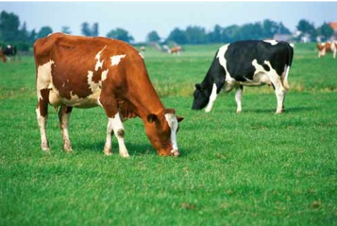 Top 9 bí ẩn thú vị mà khoa học chưa thể giải thích