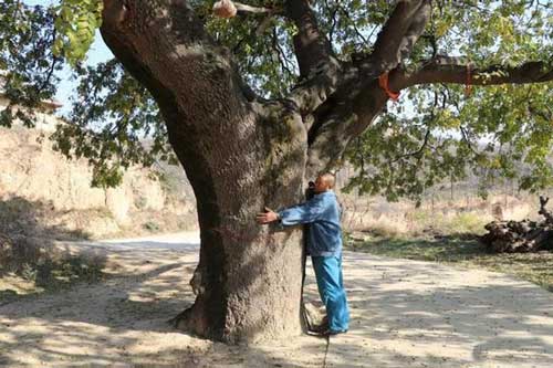 Bí ẩn cây cổ thụ 400 năm, chữa được nhiều bệnh cho dân làng