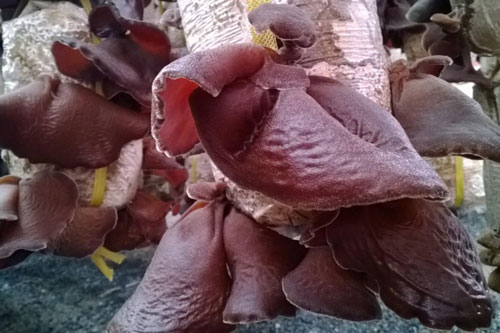 Rất nhiều người thích ăn mộc nhĩ mà không biết: Chỉ cần mắc sai lầm này có thể gây ngộ độc chết người