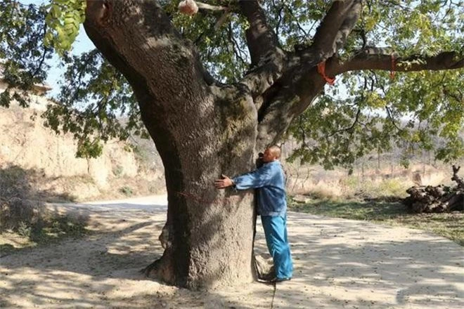 Bí ẩn cây cổ thụ 400 năm, chữa được nhiều bệnh cho dân làng ảnh 2