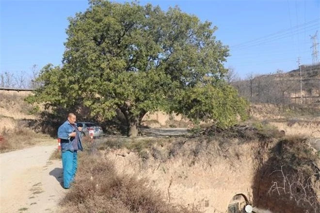 Bí ẩn cây cổ thụ 400 năm, chữa được nhiều bệnh cho dân làng ảnh 4