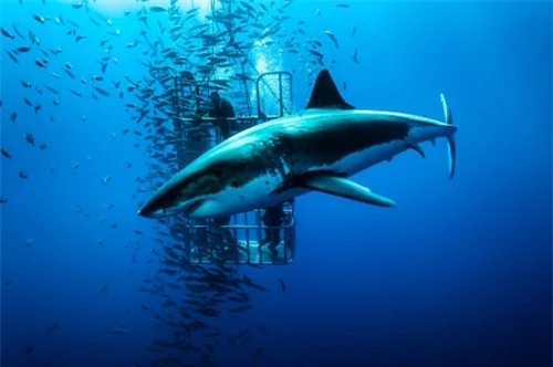 Những hình ảnh đẹp nhất về các loại cá mập, sát thủ đại dương (phần 1) - 11