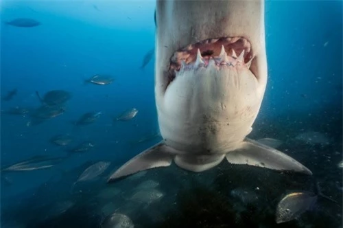 Những hình ảnh đẹp nhất về các loại cá mập, sát thủ đại dương (phần 1) - 12