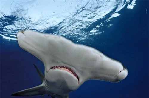 Những hình ảnh đẹp nhất về các loại cá mập, sát thủ đại dương (phần 1) - 14