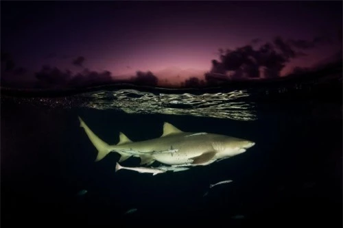Những hình ảnh đẹp nhất về các loại cá mập, sát thủ đại dương (phần 1) - 15