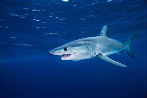 Những hình ảnh đẹp nhất về các loại cá mập, sát thủ đại dương (phần 1) - 16