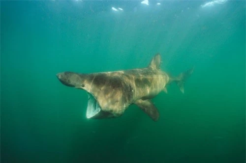 Những hình ảnh đẹp nhất về các loại cá mập, sát thủ đại dương (phần 1) - 2
