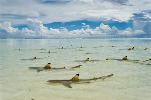 Những hình ảnh đẹp nhất về các loại cá mập, sát thủ đại dương (phần 1) - 3