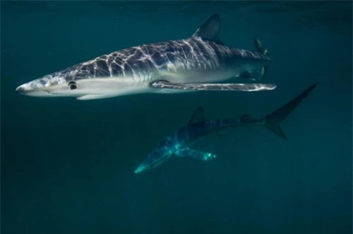 Những hình ảnh đẹp nhất về các loại cá mập, sát thủ đại dương (phần 1) - 4