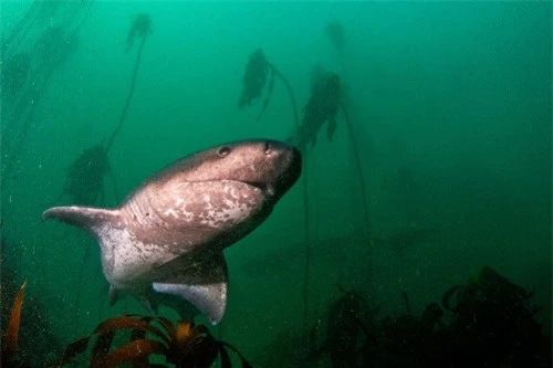 Những hình ảnh đẹp nhất về các loại cá mập, sát thủ đại dương (phần 1) - 5
